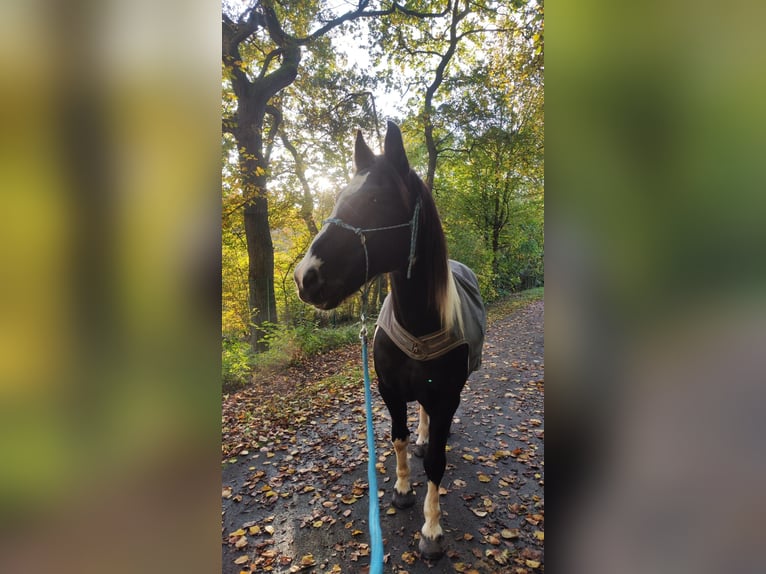 Barocco pinto Castrone 15 Anni 158 cm Pezzato in Radevormwald