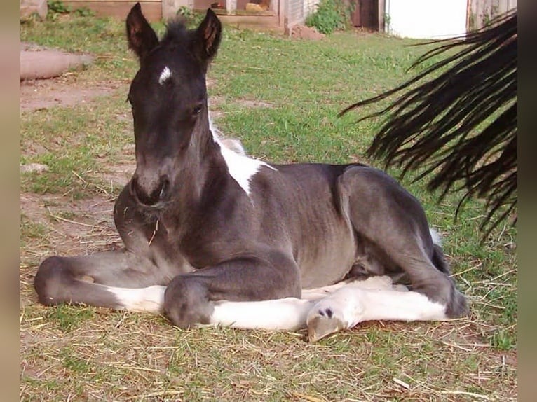 Barocco pinto Castrone 17 Anni 160 cm in Dinkelsb&#xFC;hl
