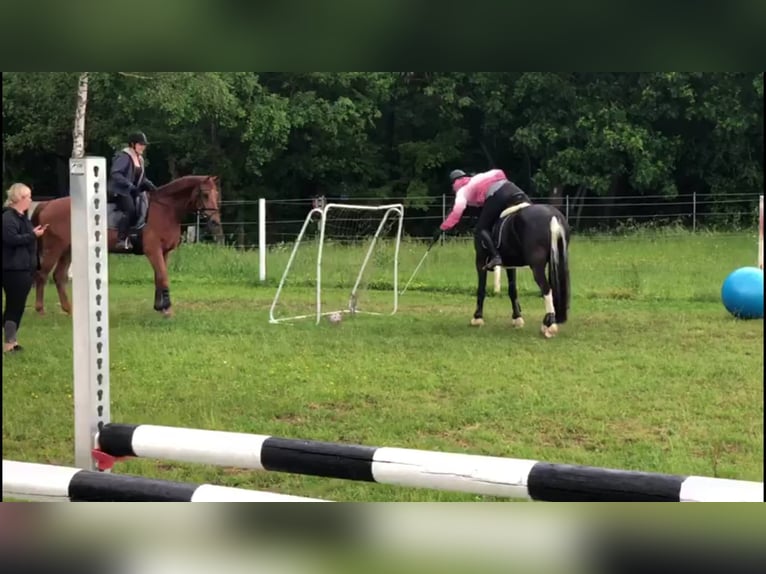 Barocco pinto Castrone 17 Anni 160 cm in Dinkelsb&#xFC;hl