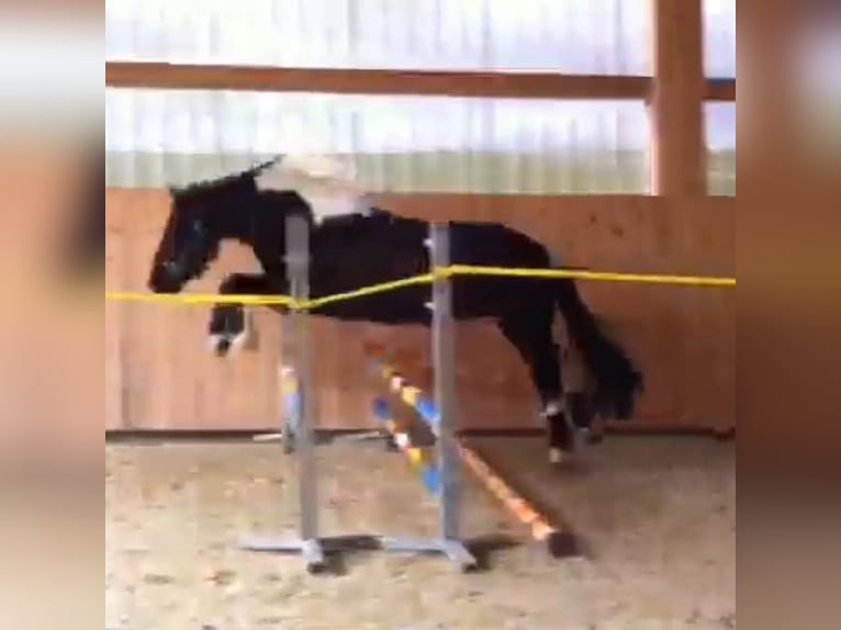 Barocco pinto Castrone 17 Anni 160 cm in Dinkelsb&#xFC;hl