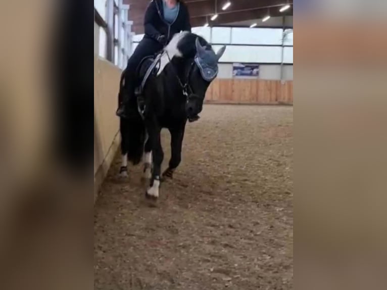 Barocco pinto Castrone 17 Anni 160 cm in Dinkelsb&#xFC;hl