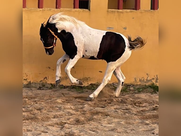 Barocco pinto Castrone 2 Anni 153 cm Pezzato in Chiclana de la Frontera