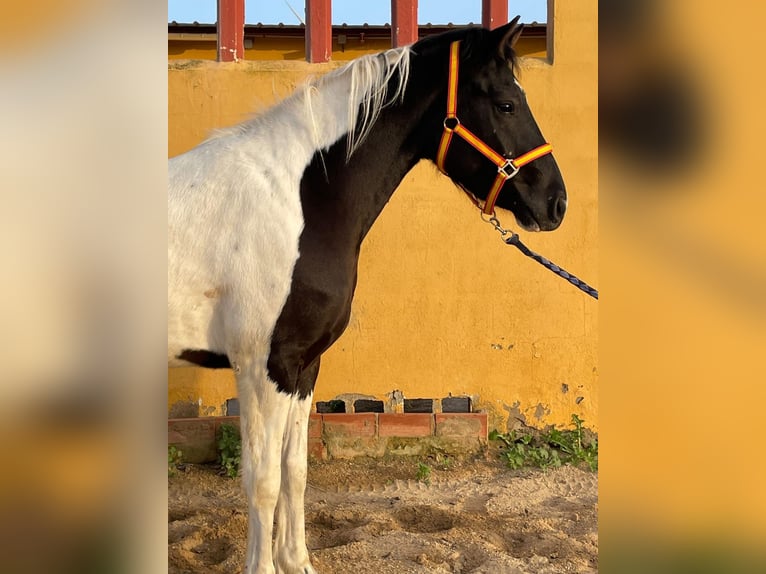 Barocco pinto Castrone 2 Anni 153 cm Pezzato in Chiclana de la Frontera