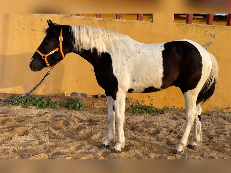 Barocco pinto Castrone 2 Anni 153 cm Pezzato in Chiclana de la Frontera