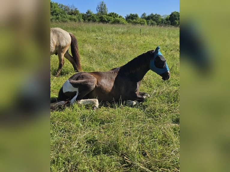 Barocco pinto Castrone 2 Anni 160 cm Pezzato in Zweibrücken