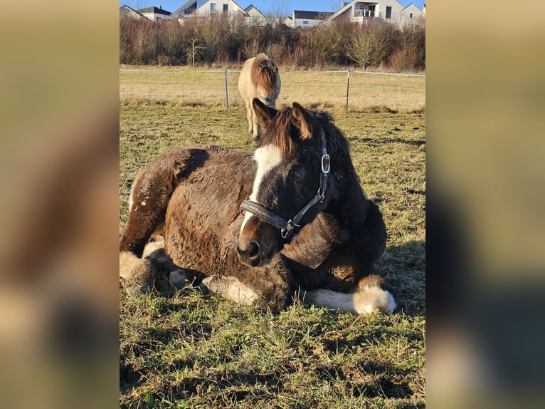 Barocco pinto Castrone 2 Anni 160 cm Pezzato in Zweibrücken