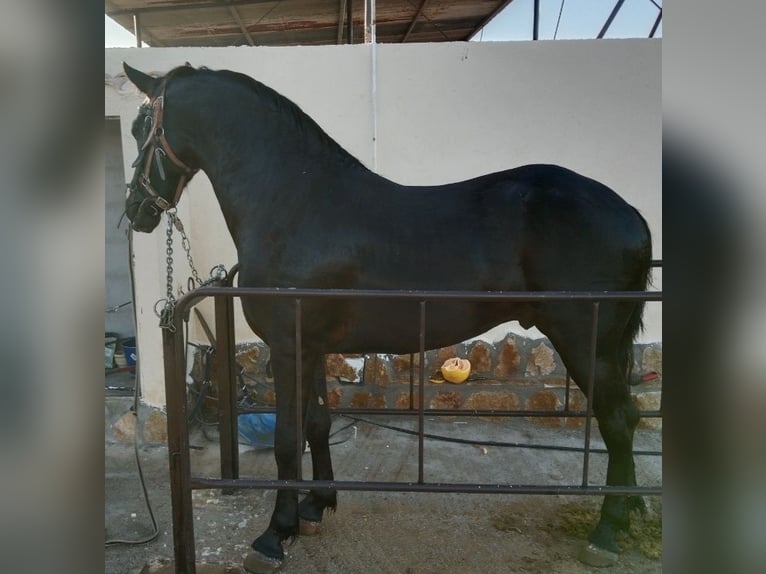 Barocco pinto Castrone 2 Anni 163 cm Morello in Cartagena