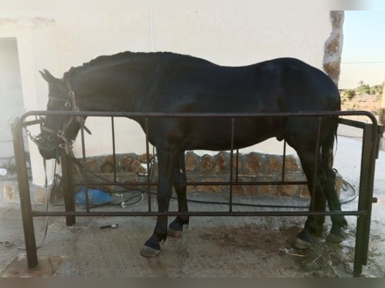 Barocco pinto Castrone 2 Anni 163 cm Morello in Cartagena