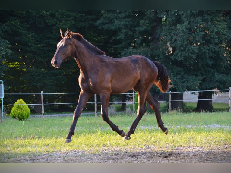 Barocco pinto Castrone 2 Anni 165 cm Morello in Ptuj