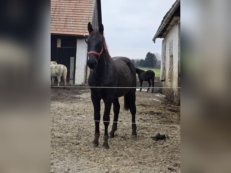 Barocco pinto Castrone 2 Anni 165 cm Morello in Ptuj