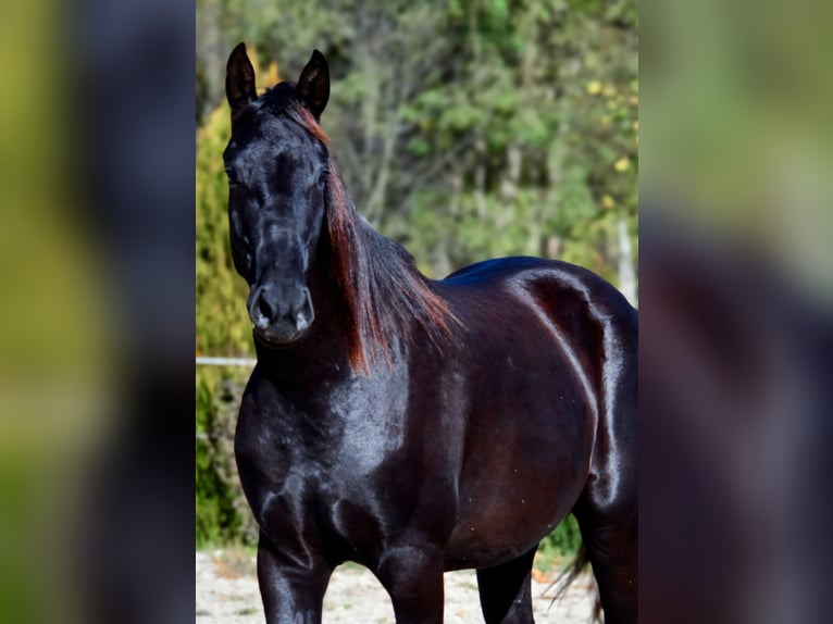 Barocco pinto Castrone 2 Anni 170 cm Morello in Ptuj