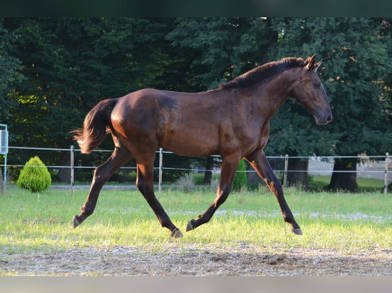 Barocco pinto Castrone 2 Anni 170 cm Morello in Ptuj