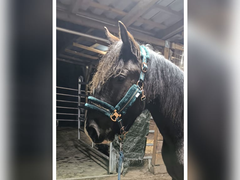 Barocco pinto Mix Castrone 3 Anni 155 cm Baio nero in Zschortau