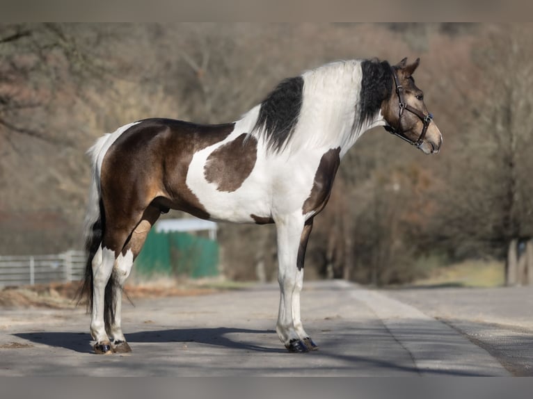 Barocco pinto Mix Castrone 3 Anni 155 cm Pezzato in Windhagen