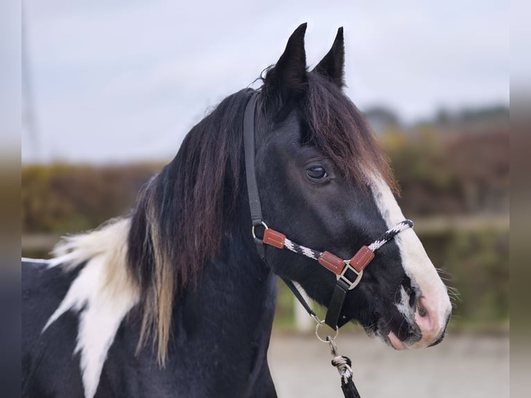 Barocco pinto Castrone 3 Anni in Neustadt (Wied)