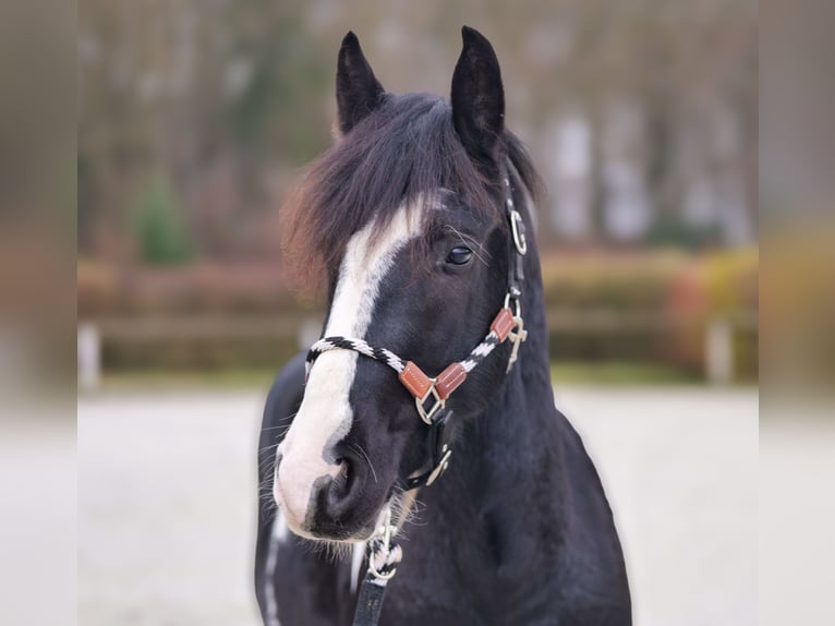 Barocco pinto Castrone 4 Anni 150 cm Pezzato in Neustadt (Wied)