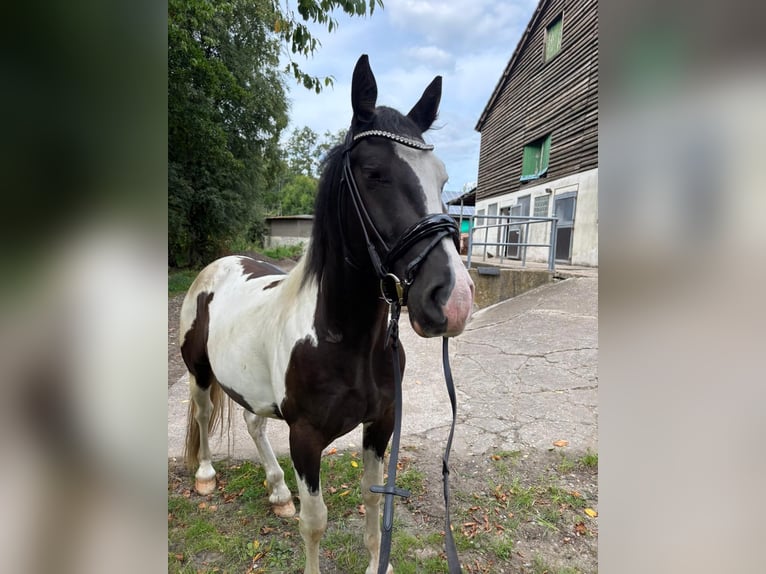 Barocco pinto Castrone 4 Anni 155 cm Pezzato in Gladbeck