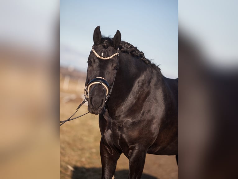 Barocco pinto Castrone 4 Anni 158 cm Morello in Jesenwang