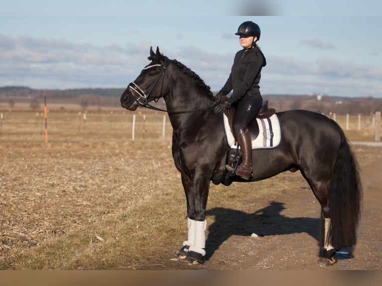 Barocco pinto Castrone 4 Anni 158 cm Morello in Jesenwang