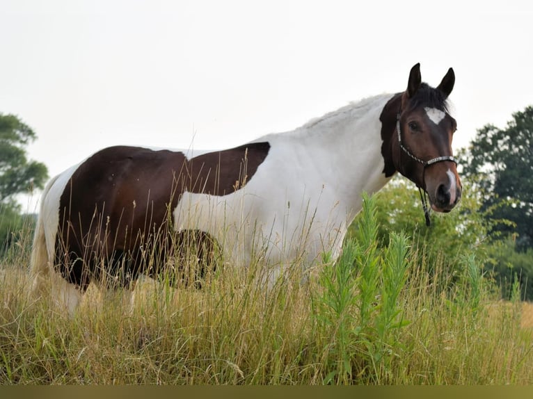 Barocco pinto Castrone 4 Anni 158 cm Pezzato in Stadthagen