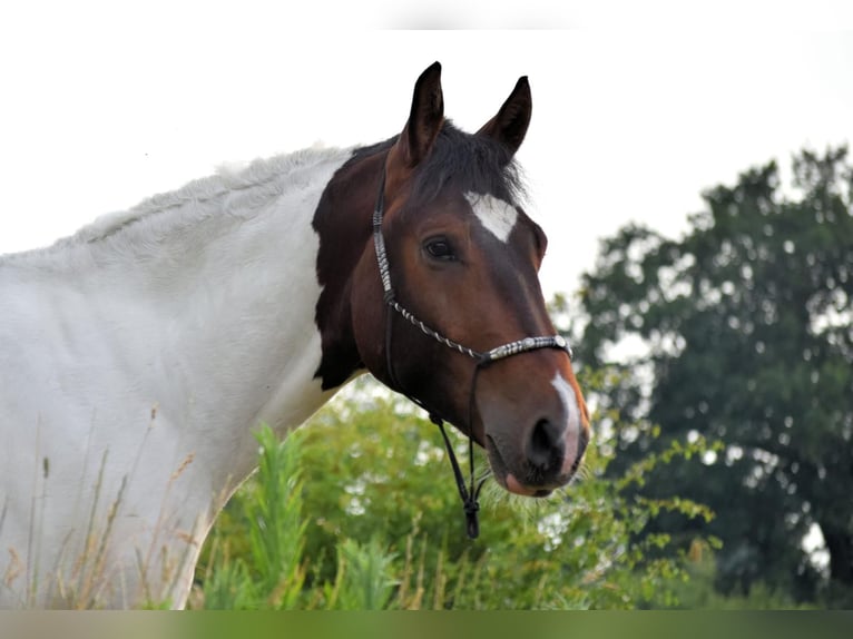 Barocco pinto Castrone 4 Anni 158 cm Pezzato in Stadthagen