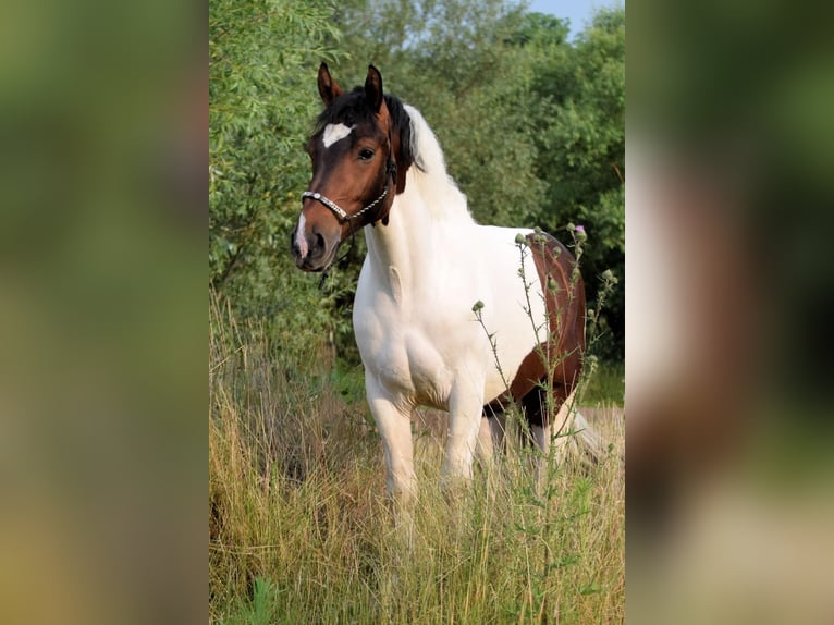 Barocco pinto Castrone 4 Anni 158 cm Pezzato in Stadthagen