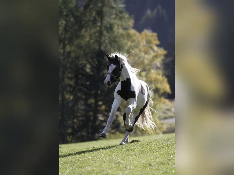 Barocco pinto Castrone 4 Anni 158 cm Pezzato in Bad Kleinkirchheim