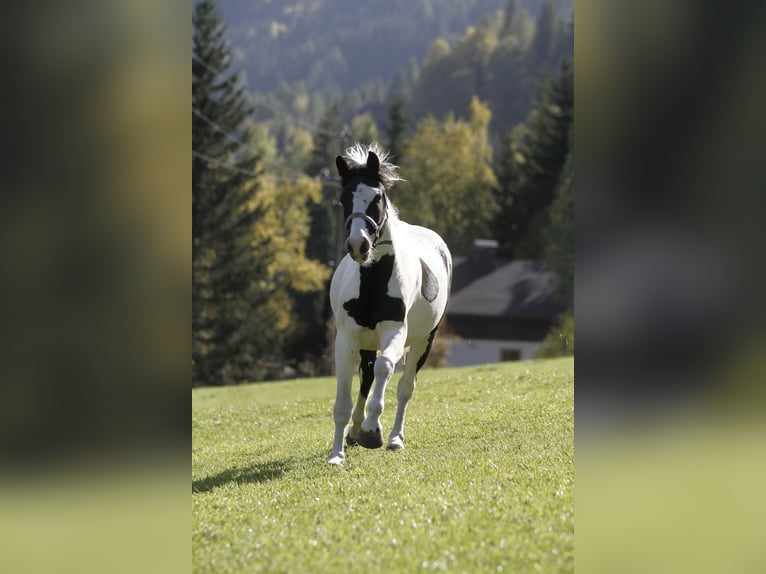 Barocco pinto Castrone 4 Anni 158 cm Pezzato in Bad Kleinkirchheim