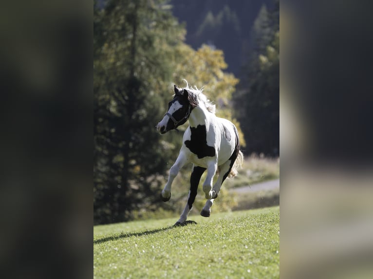 Barocco pinto Castrone 4 Anni 158 cm Pezzato in Bad Kleinkirchheim