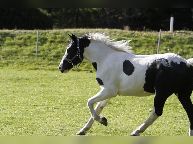 Barocco pinto Castrone 4 Anni 158 cm Pezzato in Bad Kleinkirchheim