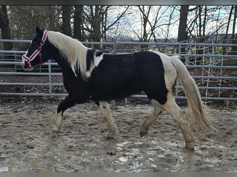 Barocco pinto Castrone 4 Anni 160 cm Pezzato in Bad Camberg