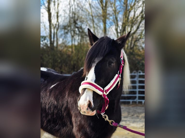 Barocco pinto Castrone 4 Anni 160 cm Pezzato in Bad Camberg