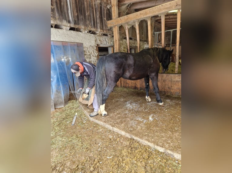 Barocco pinto Castrone 4 Anni 170 cm Pezzato in Bramberg am Wildkogel