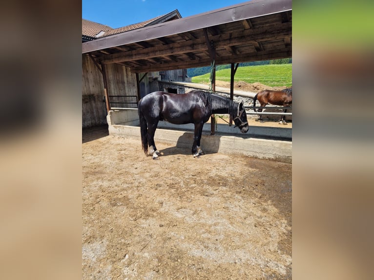 Barocco pinto Castrone 4 Anni 170 cm Pezzato in Bramberg am Wildkogel