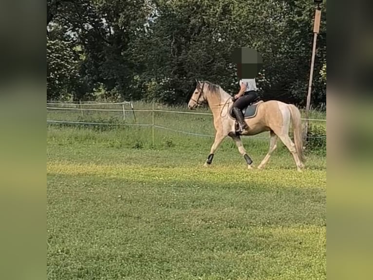 Barocco pinto Castrone 5 Anni 158 cm Pelle di daino in Zschortau