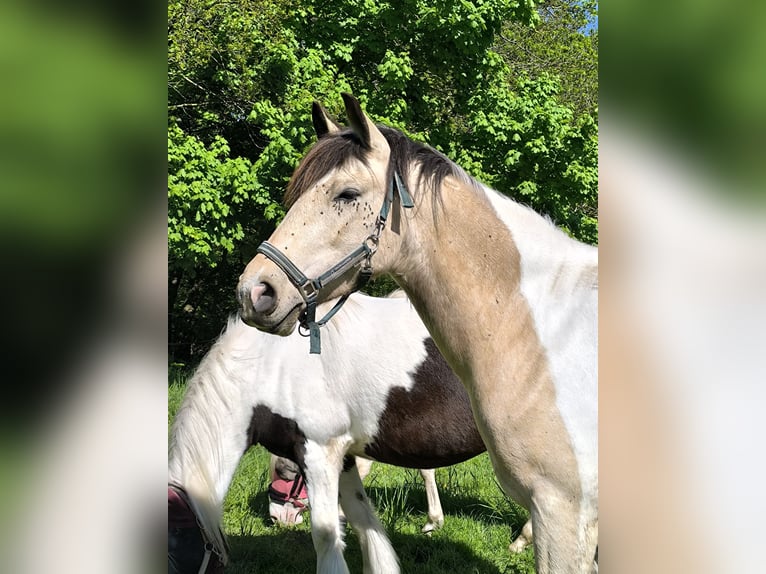 Barocco pinto Castrone 5 Anni 158 cm Pelle di daino in Zschortau