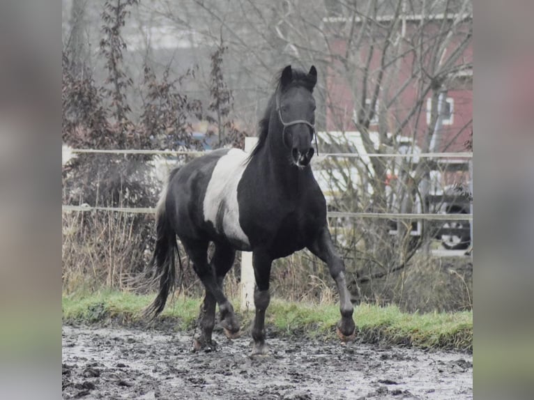 Barocco pinto Castrone 5 Anni 160 cm Pezzato in Meppen