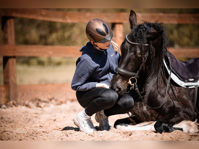 Barocco pinto Castrone 5 Anni 165 cm Pezzato in Rhede