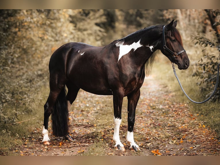 Barocco pinto Castrone 5 Anni 165 cm Pezzato in Rhede