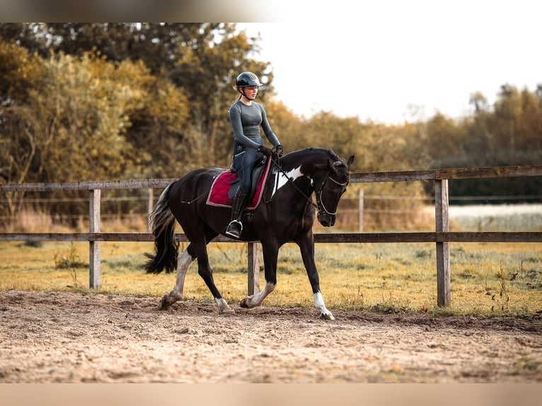 Barocco pinto Castrone 5 Anni 165 cm Pezzato in Rhede