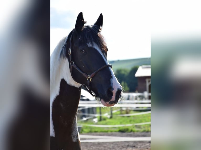 Barocco pinto Castrone 6 Anni 158 cm Pezzato in Bodenheim