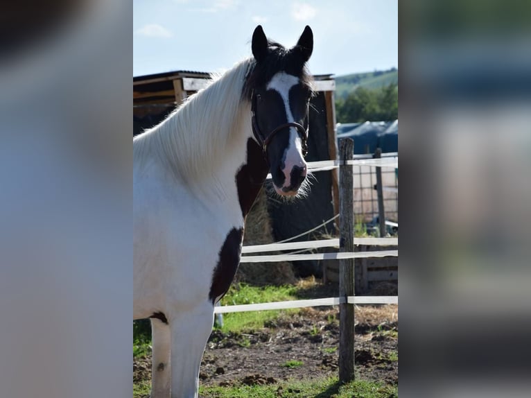 Barocco pinto Castrone 6 Anni 158 cm Pezzato in Bodenheim