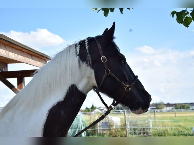 Barocco pinto Castrone 6 Anni 158 cm Pezzato in Bodenheim