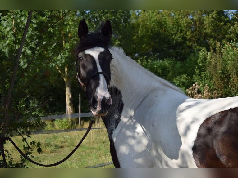 Barocco pinto Castrone 6 Anni 158 cm Pezzato in Bodenheim