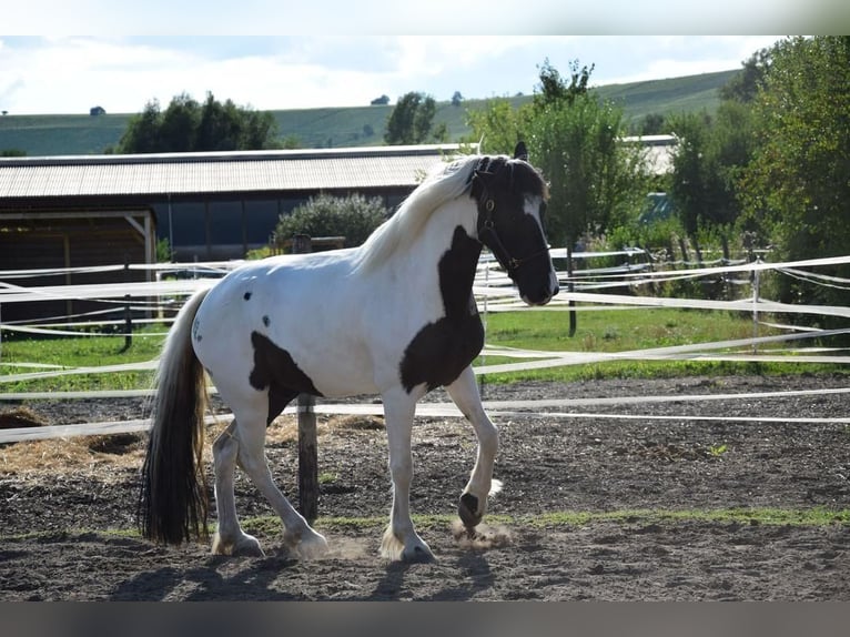 Barocco pinto Castrone 6 Anni 158 cm Pezzato in Bodenheim