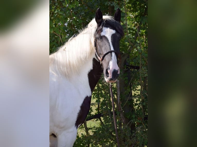 Barocco pinto Castrone 6 Anni 158 cm Pezzato in Bodenheim