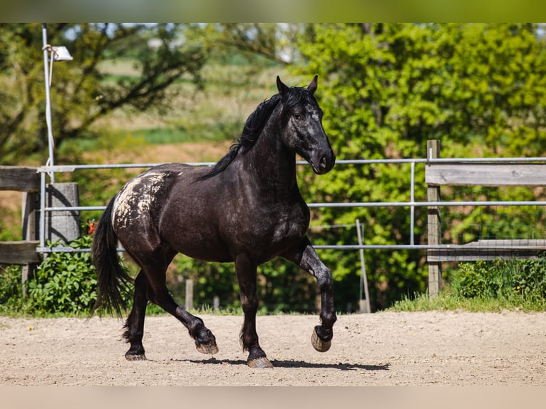 Barocco pinto Castrone 6 Anni 160 cm Leopard in Bad Camberg