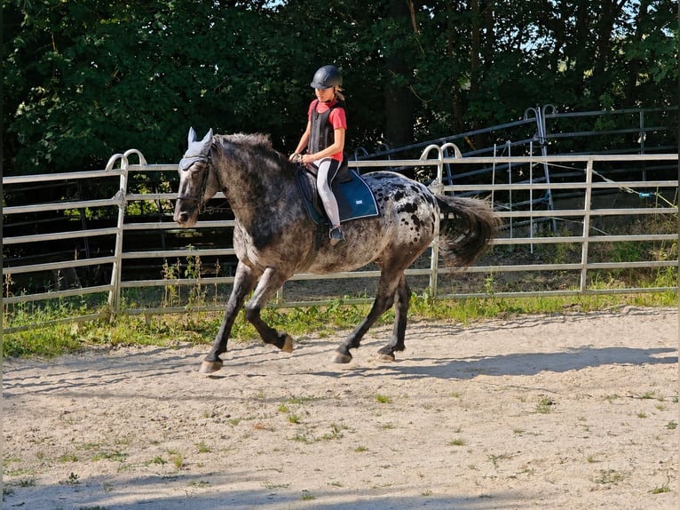 Barocco pinto Castrone 6 Anni 160 cm Leopard in Bad Camberg