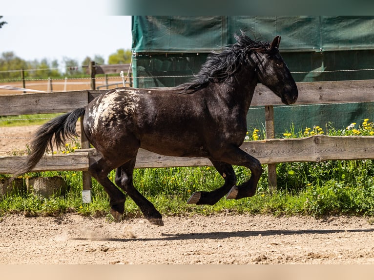 Barocco pinto Castrone 6 Anni 160 cm Leopard in Bad Camberg