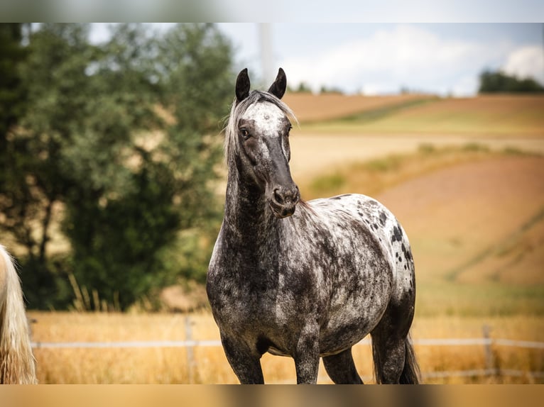 Barocco pinto Castrone 6 Anni 160 cm Leopard in Bad Camberg